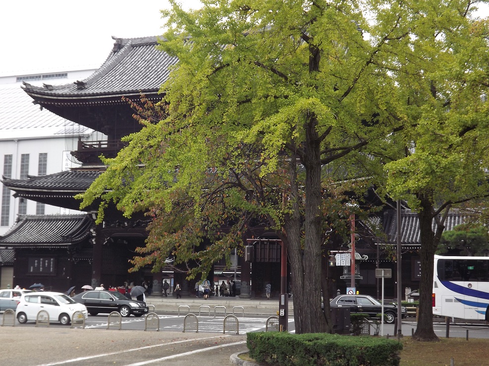 今年の秋は異常に暖かくまだ東本願寺のイチョウも色づいていなかった。