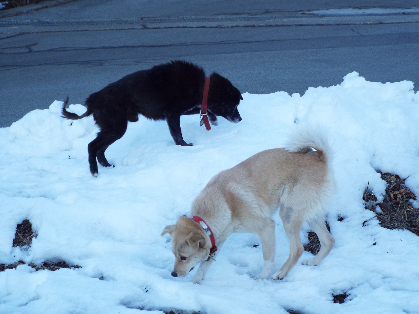 わーい、雪だ、雪だと喜ぶブラ彦＆ベル子夫婦