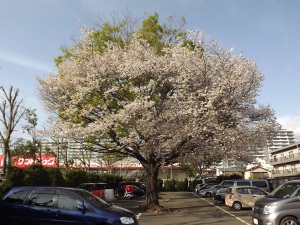 マス坊の近所のファミレスＰの山桜が満開であった。